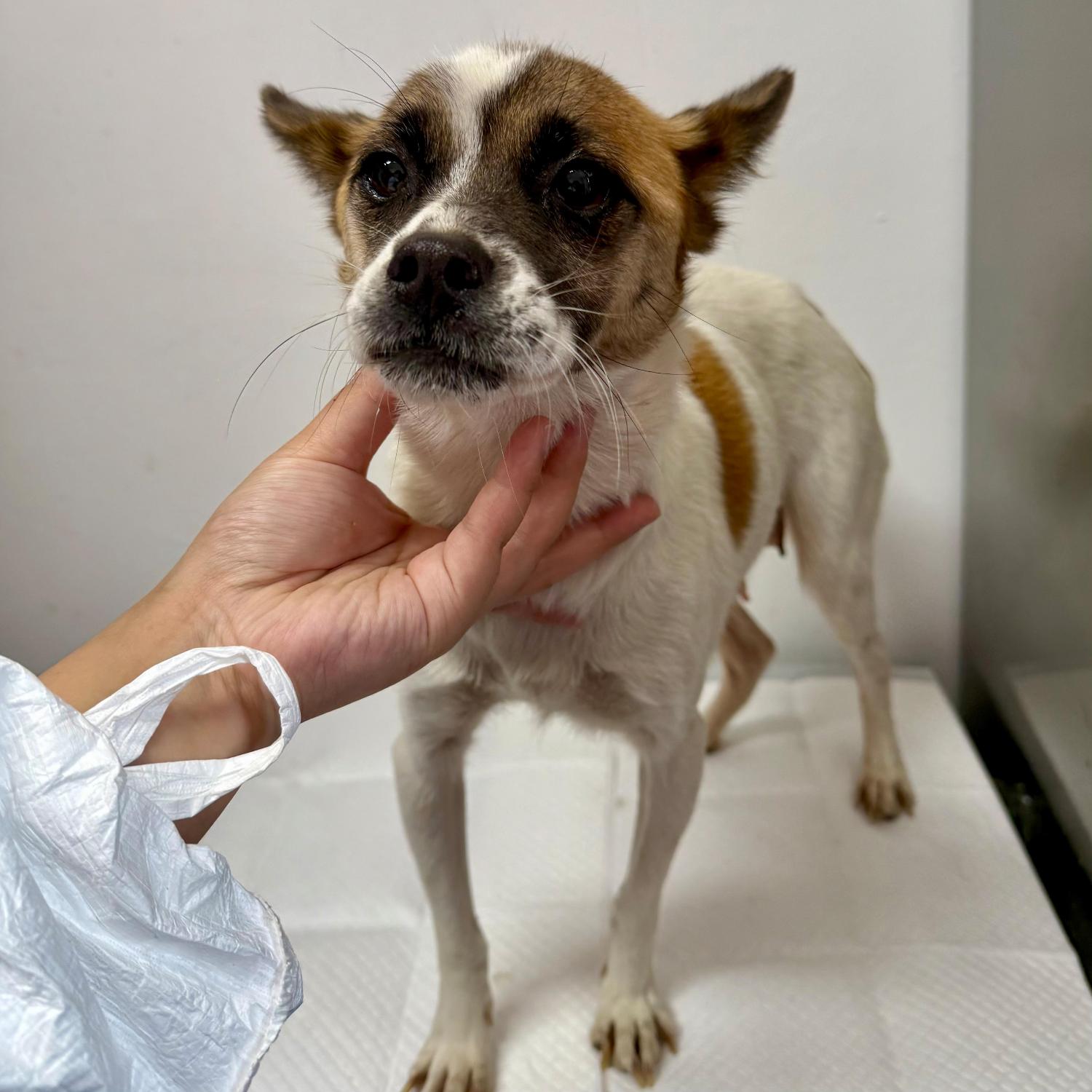 보호중 믹스견의 가…